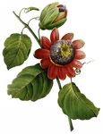 花卉