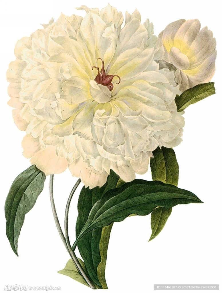 花卉