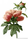 花卉