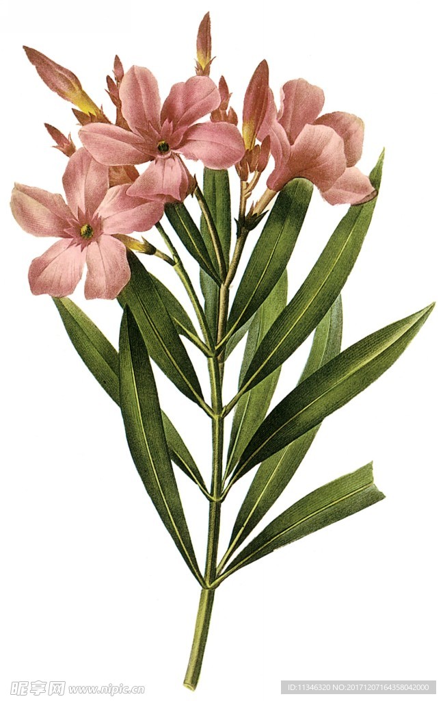 花卉