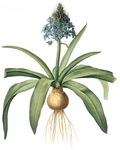 花卉