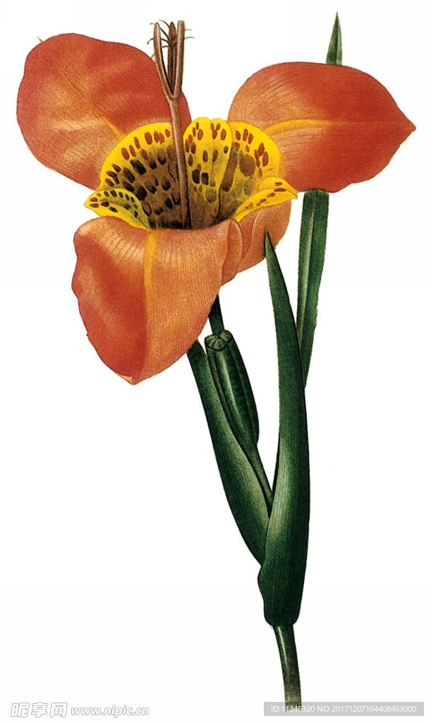 花卉