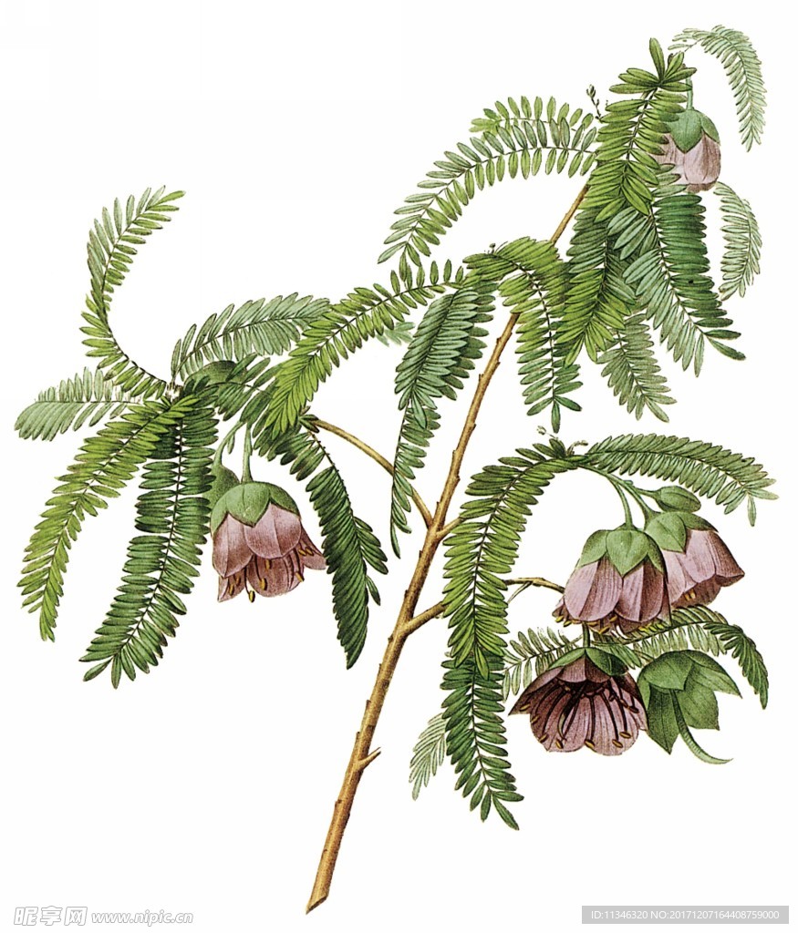 花卉