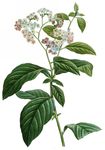 鲜花