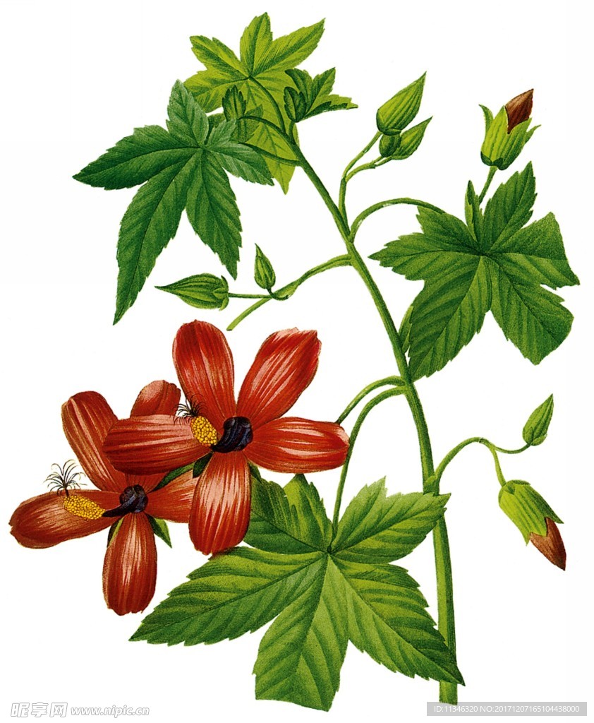 鲜花
