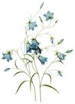 鲜花