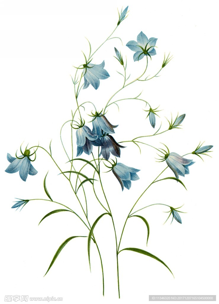 鲜花