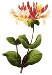 鲜花
