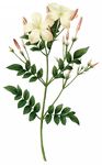 鲜花