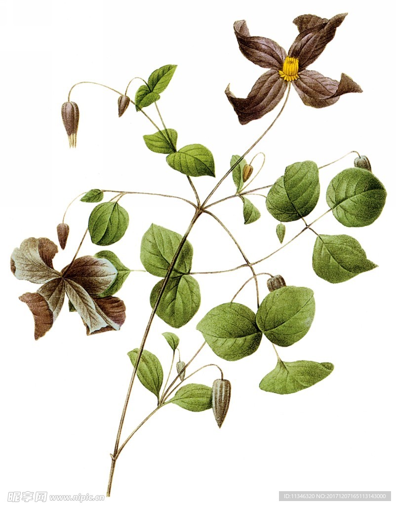 植物