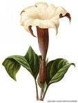 鲜花