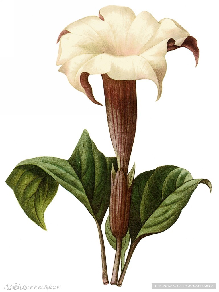 鲜花