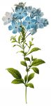 鲜花