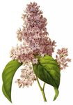 鲜花