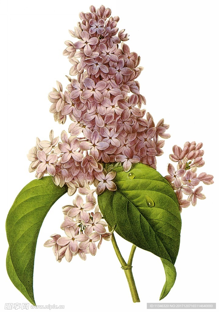 鲜花