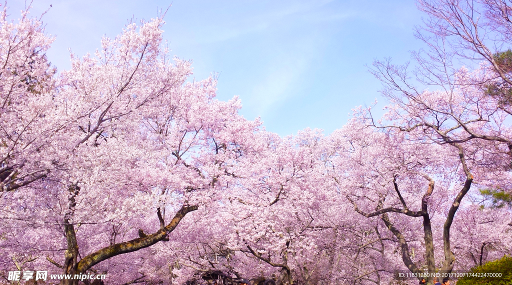 樱花