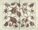 复古 欧式 怀旧 贝壳 插画