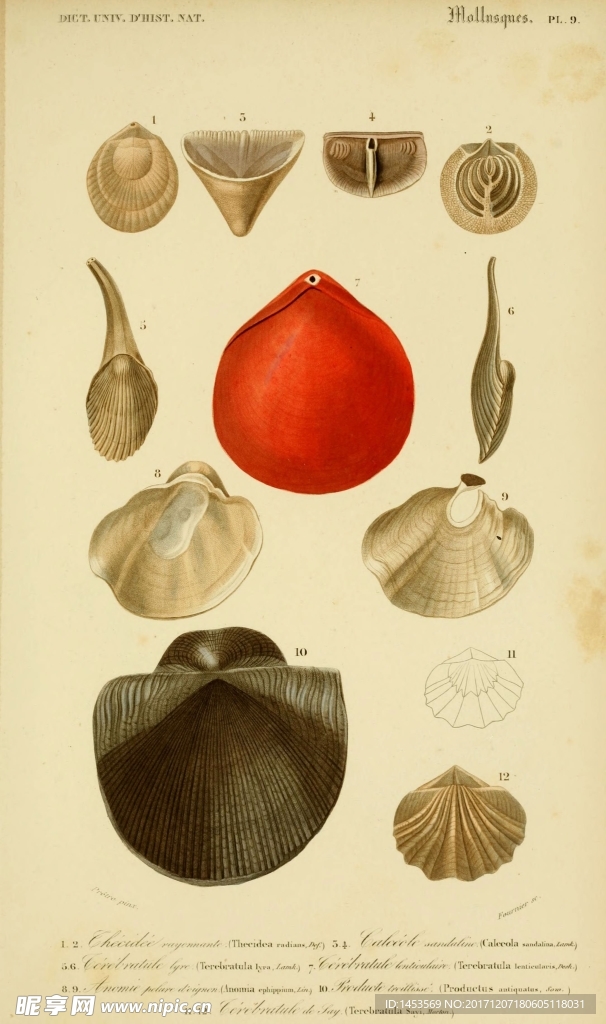 复古欧式生物插画