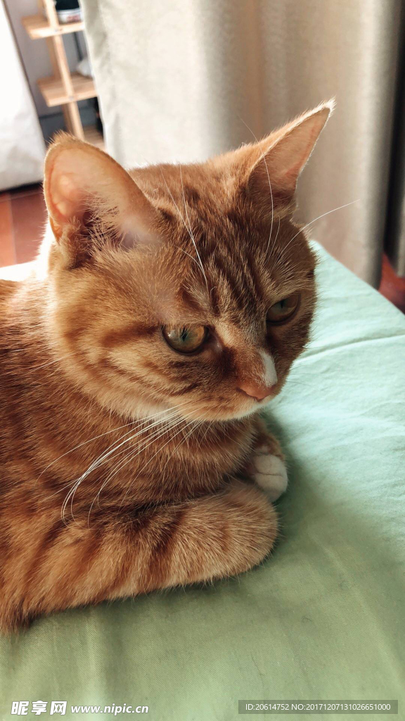 可爱猫咪
