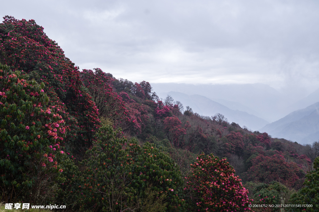 山花烂漫