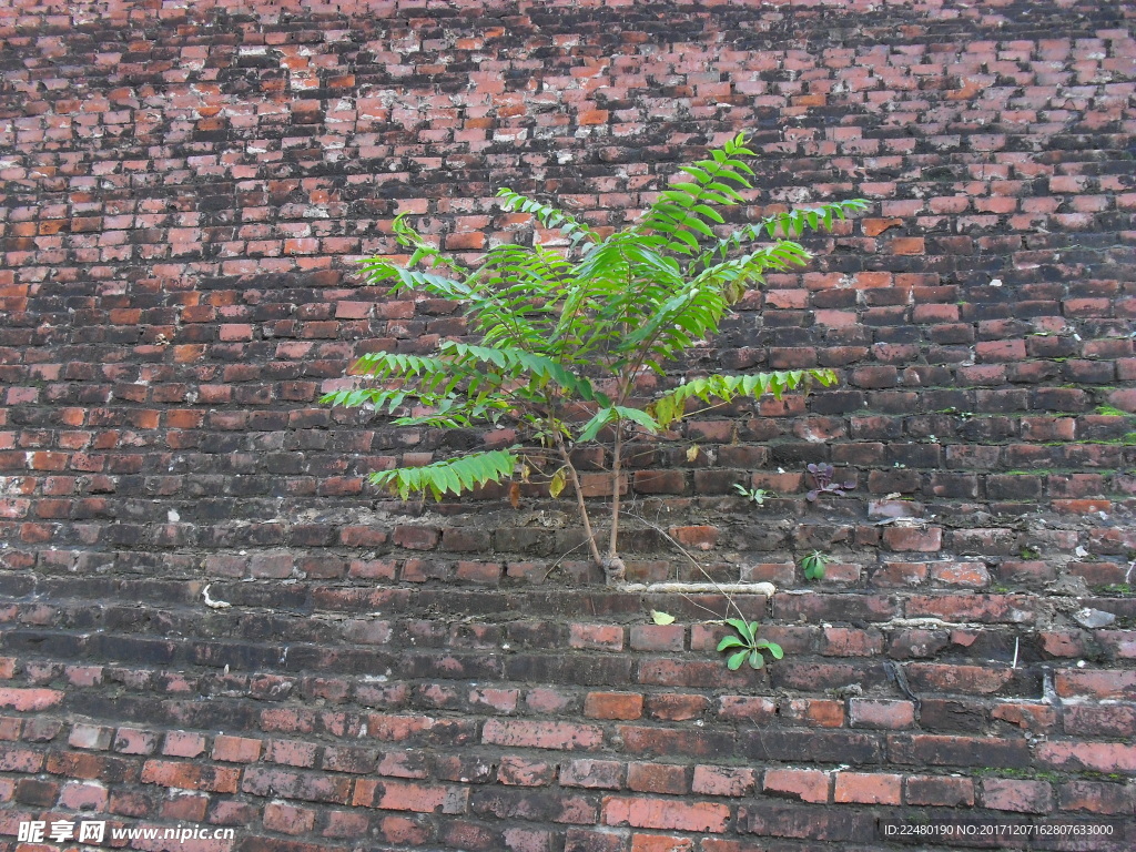 砖墙上生长的小树
