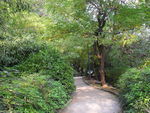 公园里的林荫小道