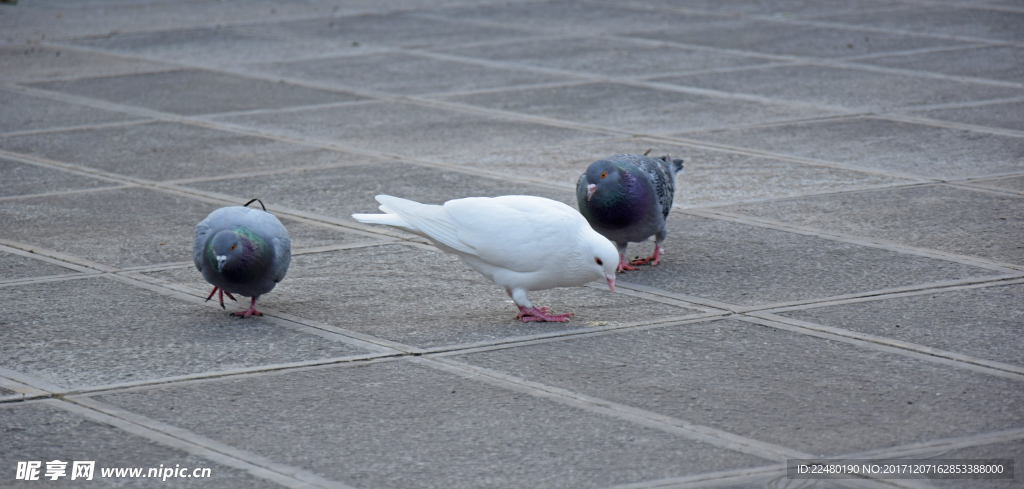 广场上觅食的鸽子