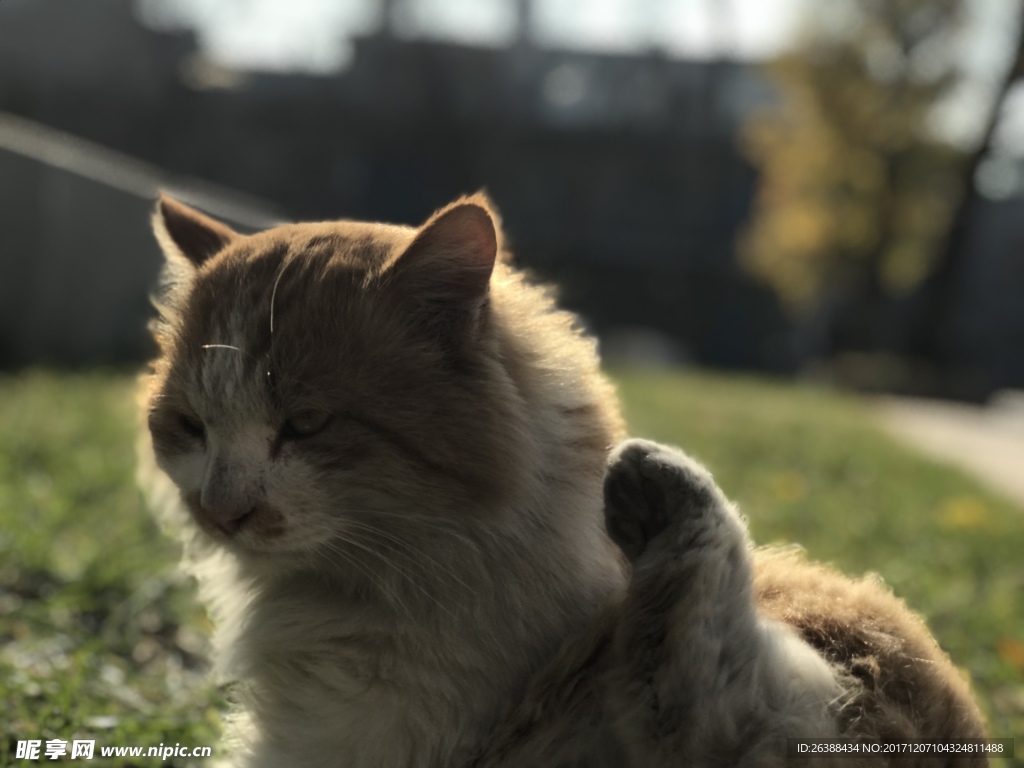 猫