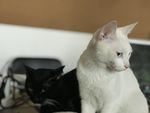 两只猫