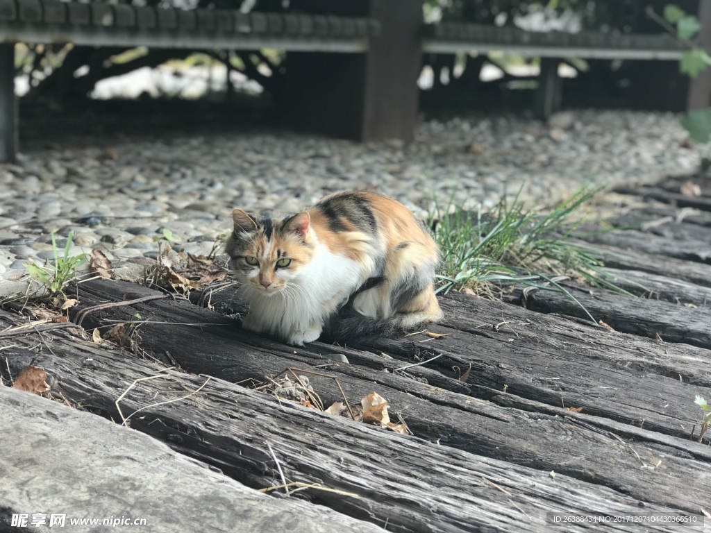 猫