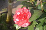 山茶花