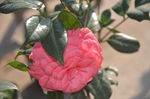 山茶花