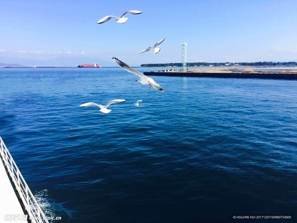 大海海鸥