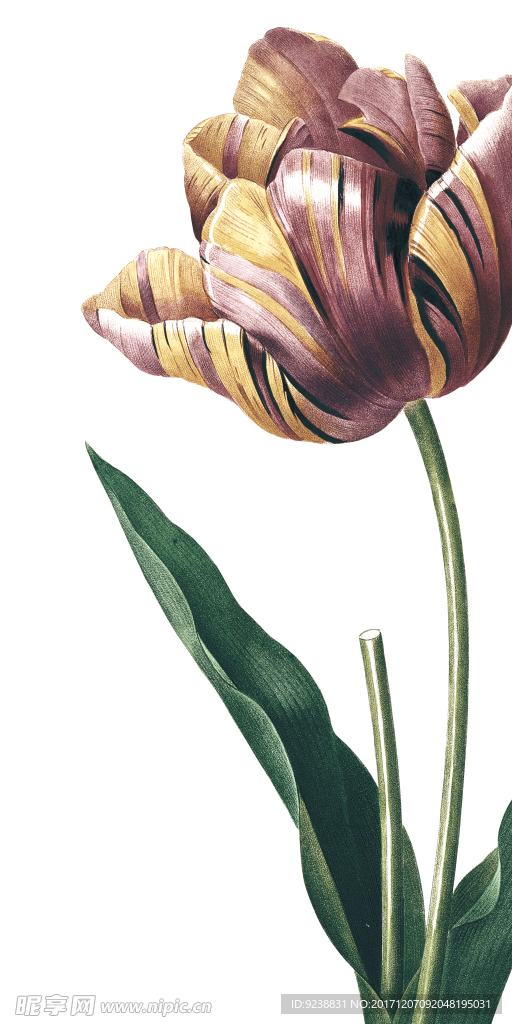 花鸟画 插画