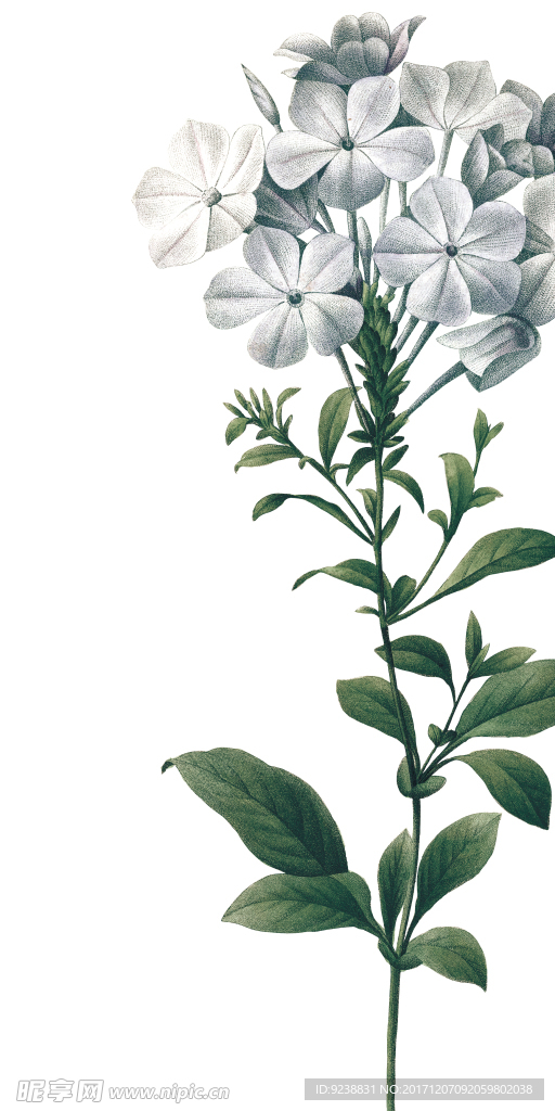 花鸟画 插画