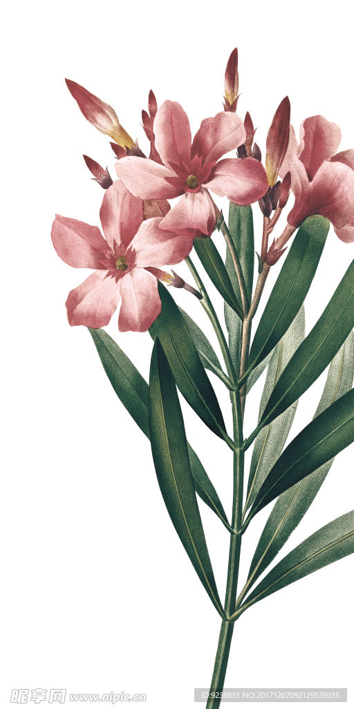 花鸟画 插画