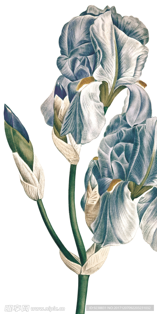 花鸟画 插画