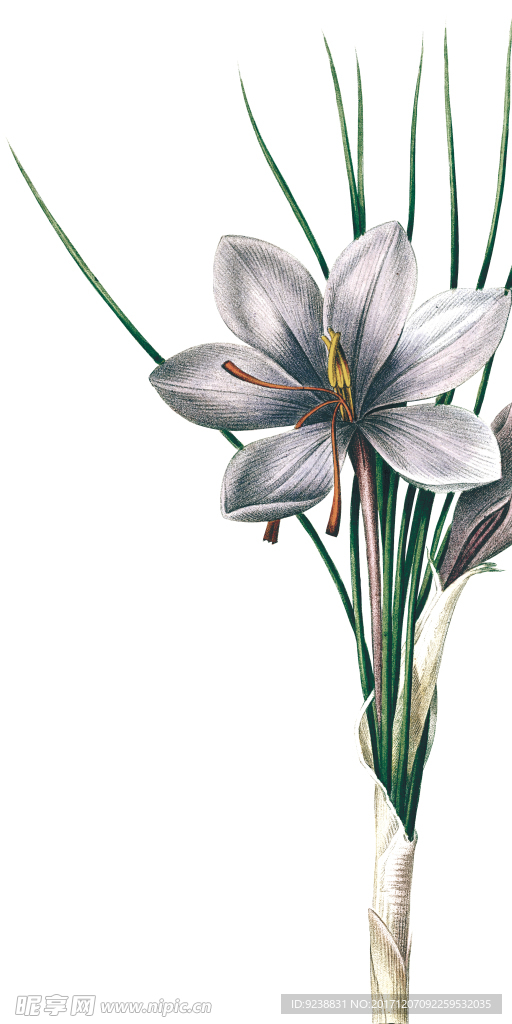 花鸟画 插画