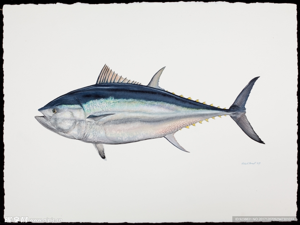 鱼类手绘插画 海洋生物  手绘