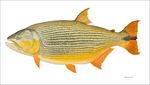 鱼类手绘插画 海洋生物  手绘