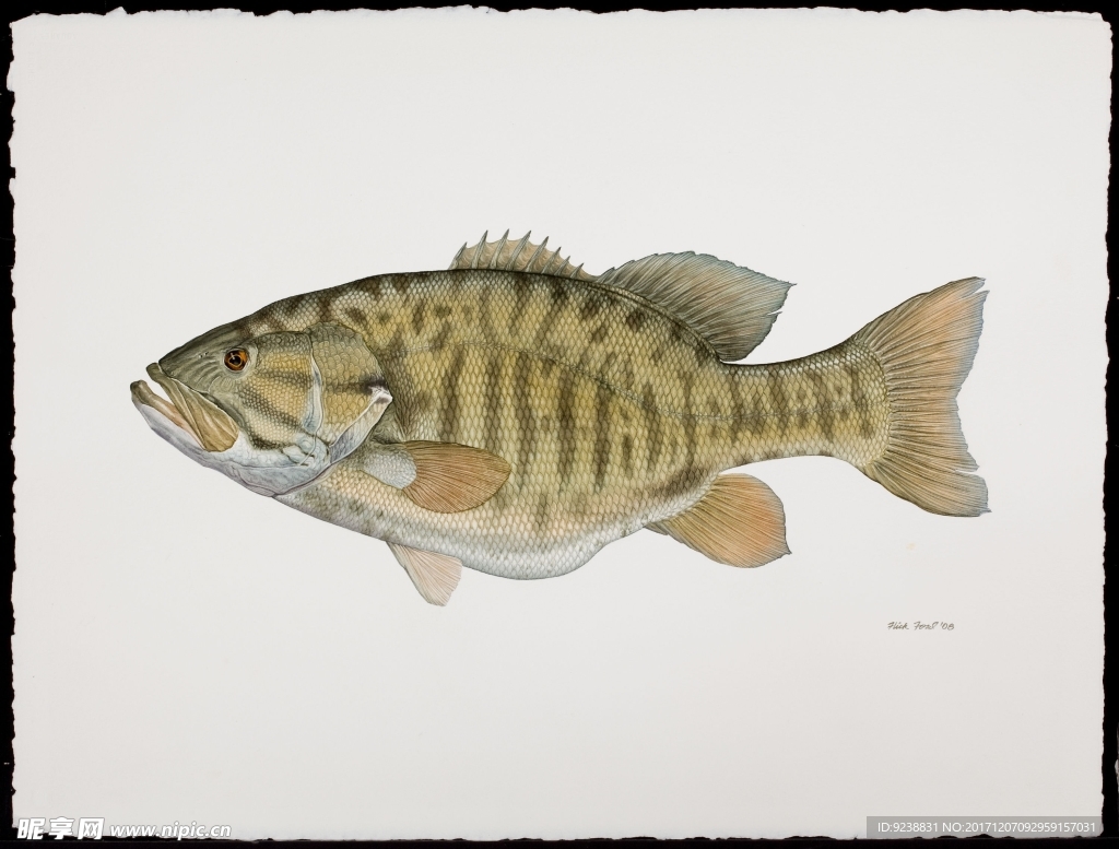 鱼类手绘插画 海洋生物  手绘