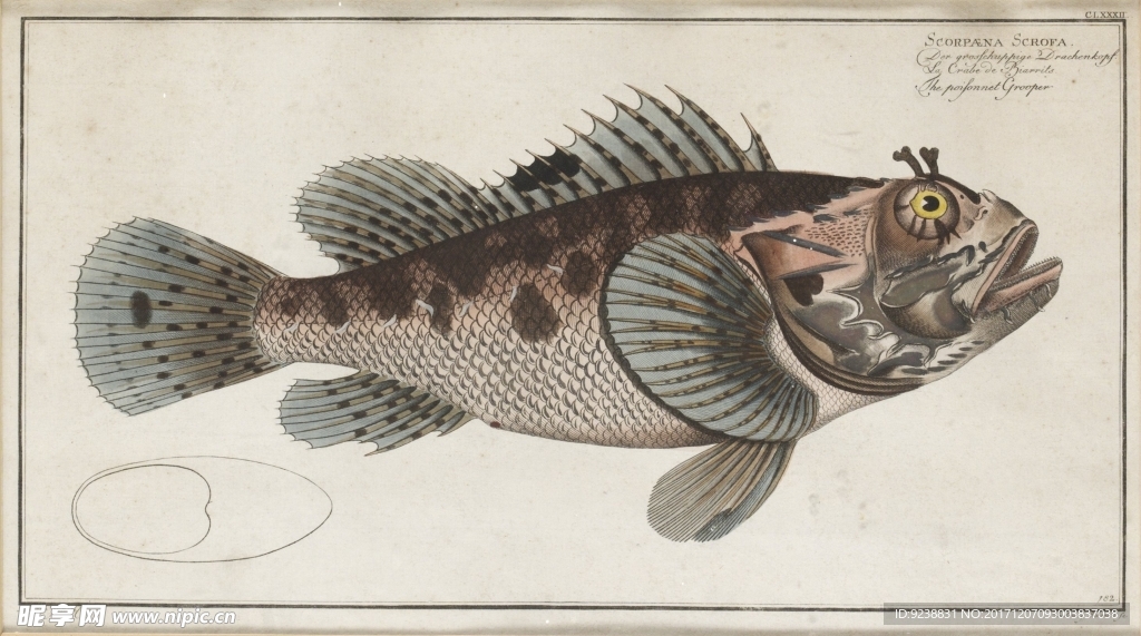 鱼类手绘插画 海洋生物  手绘