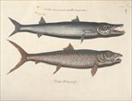鱼类手绘插画 海洋生物  手绘