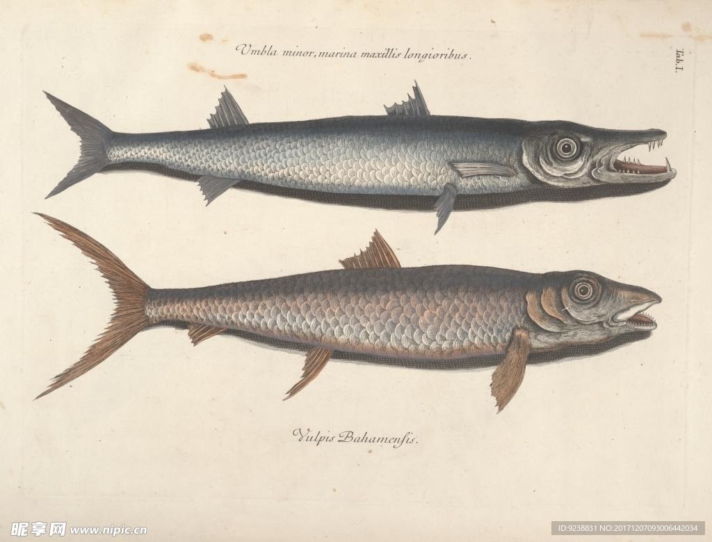 鱼类手绘插画 海洋生物  手绘