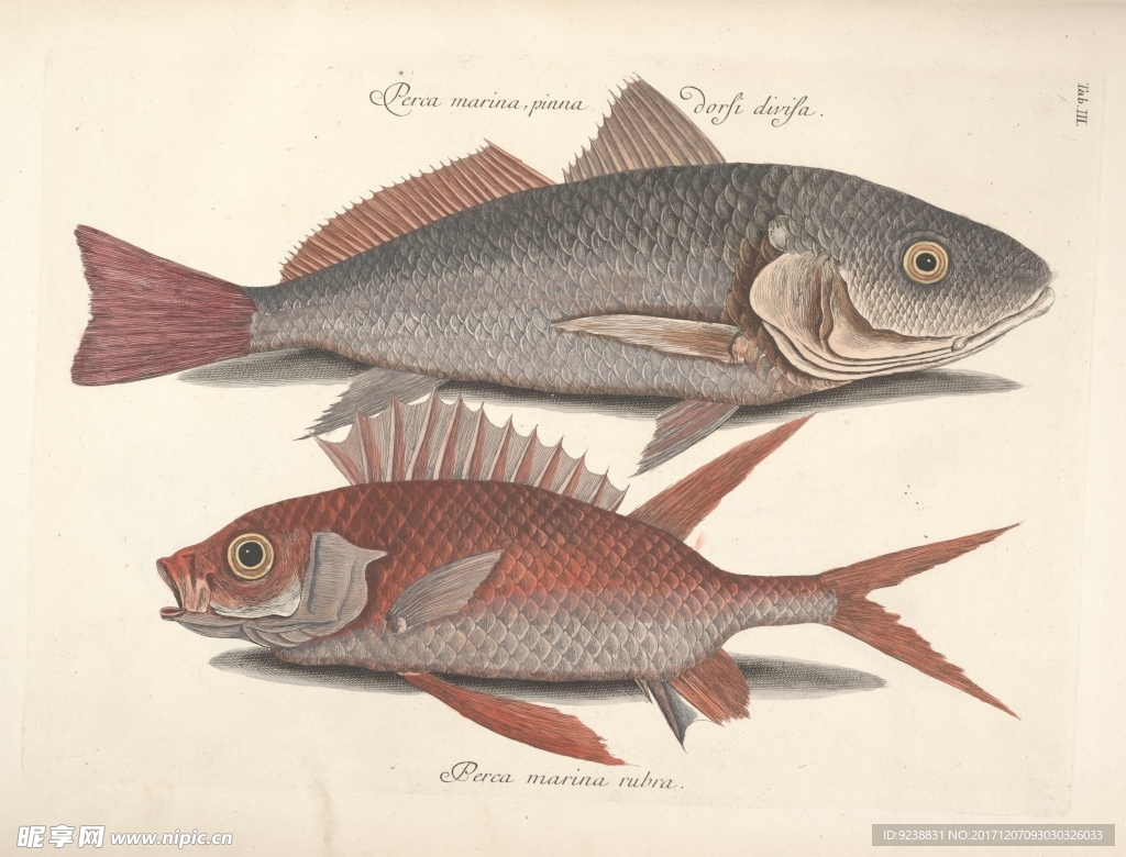 鱼类手绘插画 海洋生物  手绘