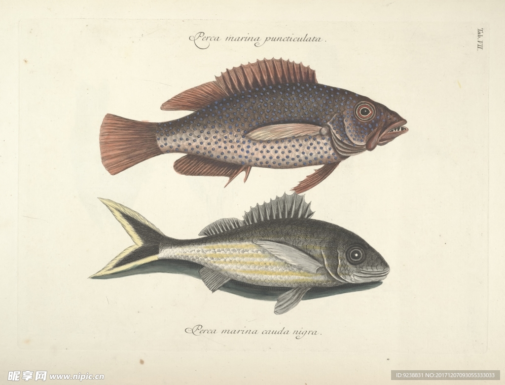 鱼类手绘插画 海洋生物  手绘