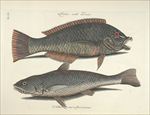 鱼类手绘插画 海洋生物  手绘