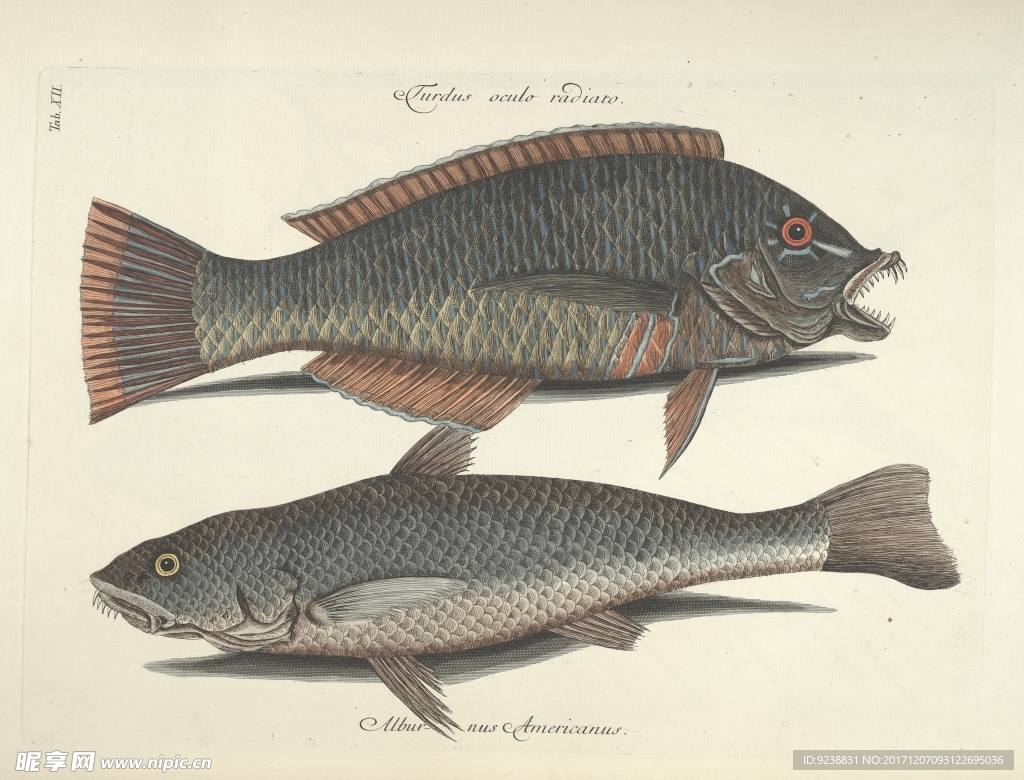 鱼类手绘插画 海洋生物  手绘