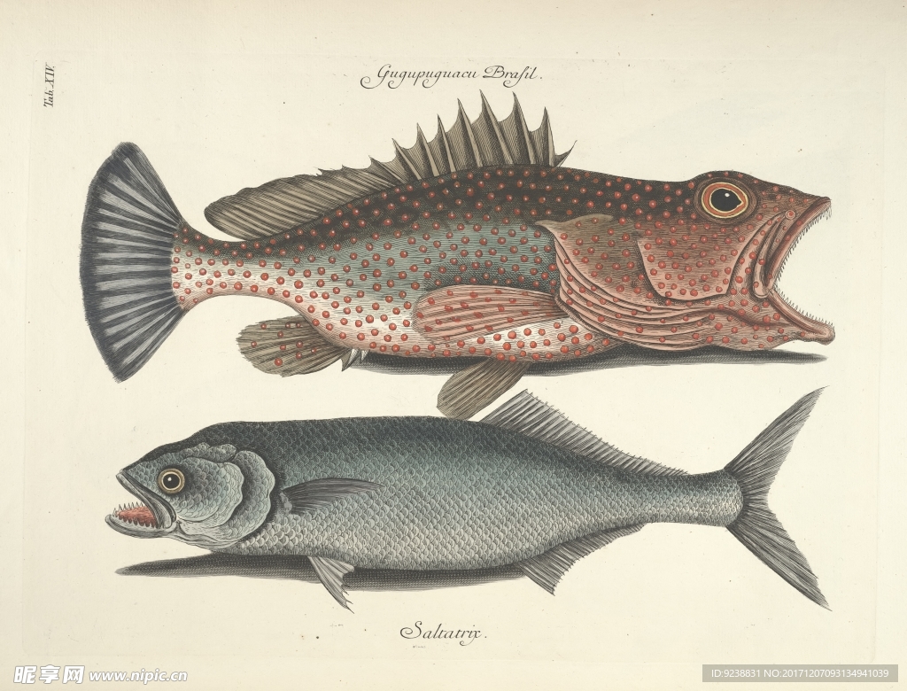 鱼类手绘插画 海洋生物  手绘