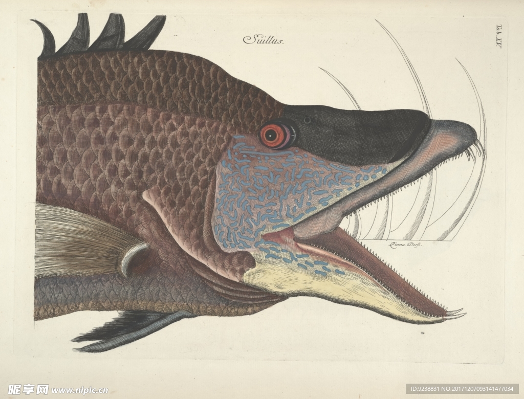 鱼类手绘插画 海洋生物  手绘